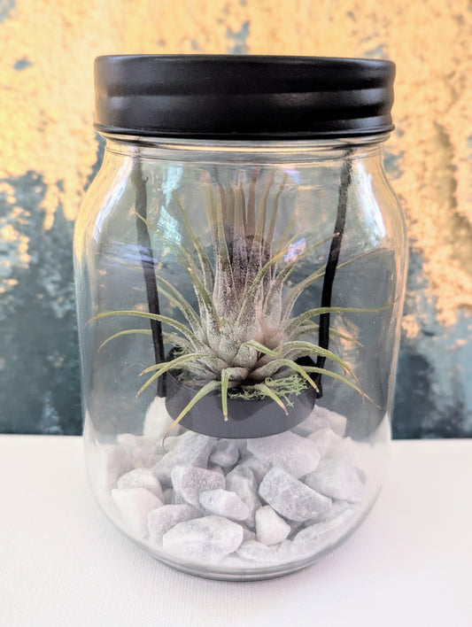 Mason Jar with Tillandsia Air Plant
