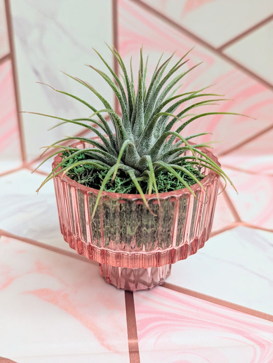 Pink Pot with Tillandsia Air Plant
